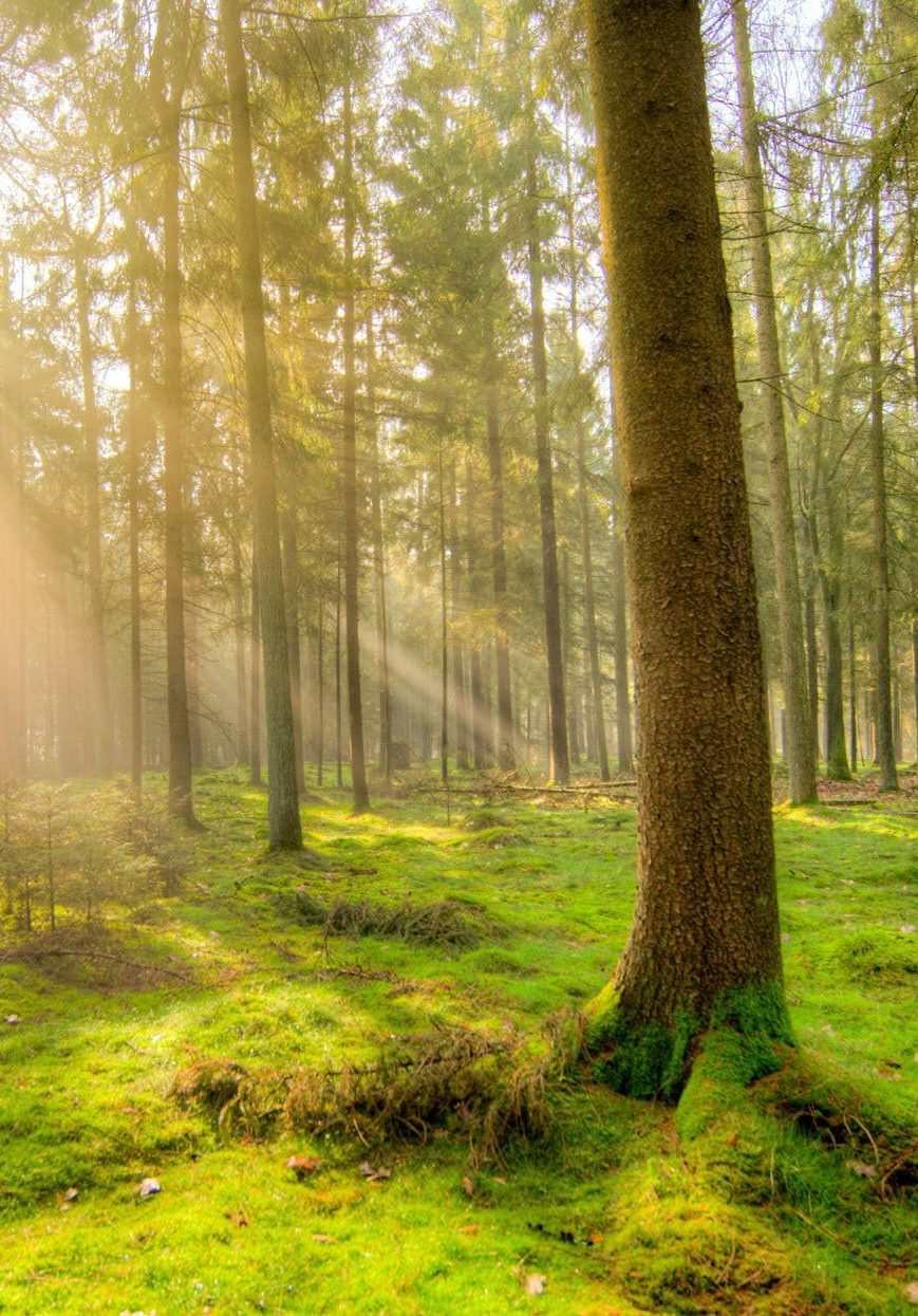 forest-fog-nature-landscape-1005334 forest-fog-nature-landscape-1005334