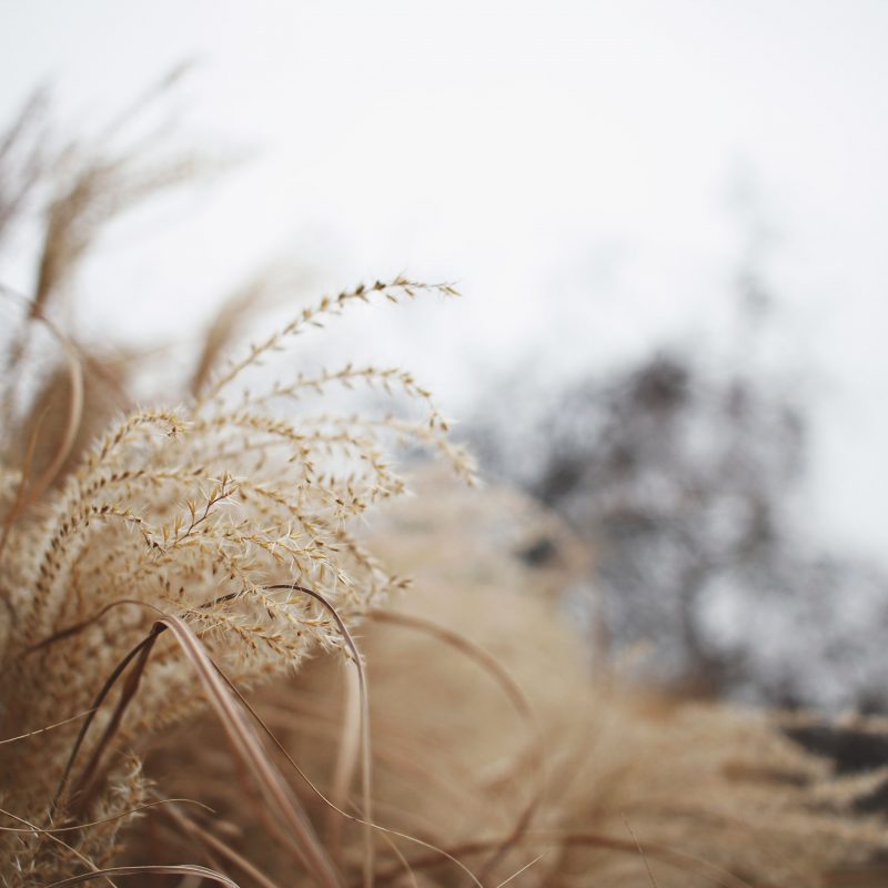 brown-field-grass-1666813