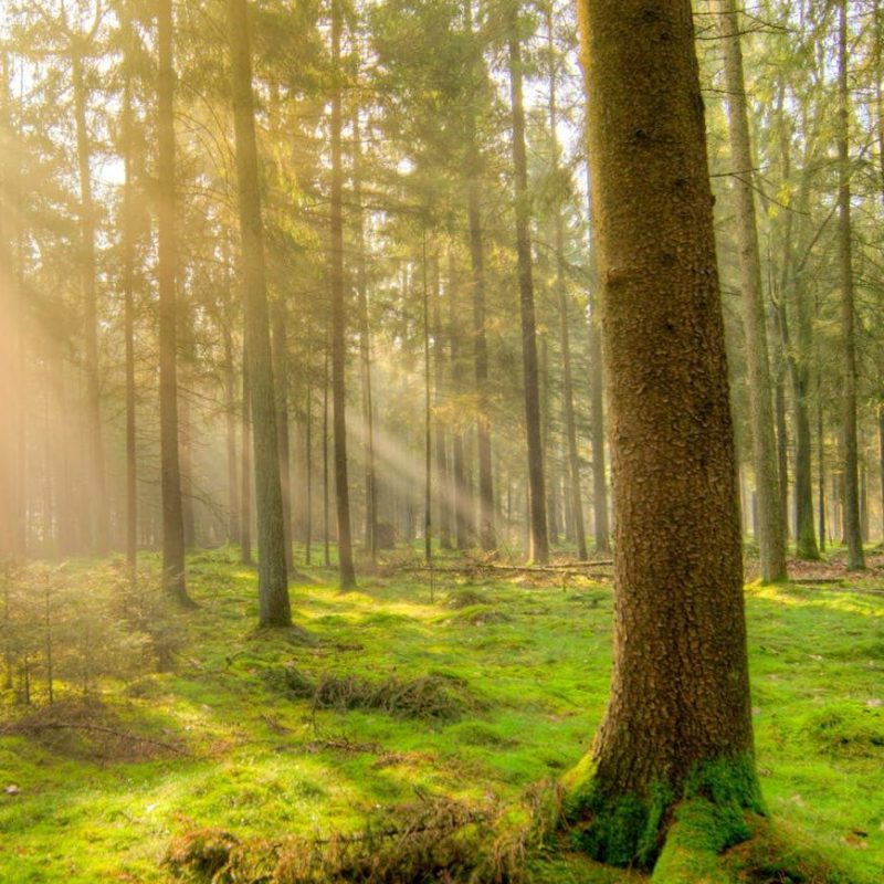 forest-fog-nature-landscape-1005334